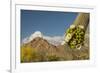 USA, Arizona, Saguaro NP. Close-up of Saguaro Cactus Blossoms-Cathy & Gordon Illg-Framed Photographic Print