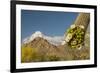 USA, Arizona, Saguaro NP. Close-up of Saguaro Cactus Blossoms-Cathy & Gordon Illg-Framed Photographic Print