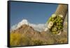 USA, Arizona, Saguaro NP. Close-up of Saguaro Cactus Blossoms-Cathy & Gordon Illg-Framed Stretched Canvas