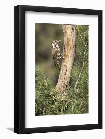 USA, Arizona, Santa Rita Mountains, Arizona, Woodpecker on Tree Trunk-Wendy Kaveney-Framed Photographic Print