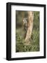 USA, Arizona, Santa Rita Mountains, Arizona, Woodpecker on Tree Trunk-Wendy Kaveney-Framed Photographic Print