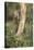 USA, Arizona, Santa Rita Mountains, Arizona, Woodpecker on Tree Trunk-Wendy Kaveney-Stretched Canvas