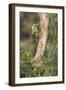 USA, Arizona, Santa Rita Mountains, Arizona, Woodpecker on Tree Trunk-Wendy Kaveney-Framed Photographic Print