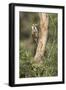 USA, Arizona, Santa Rita Mountains, Arizona, Woodpecker on Tree Trunk-Wendy Kaveney-Framed Photographic Print