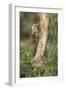 USA, Arizona, Santa Rita Mountains, Arizona, Woodpecker on Tree Trunk-Wendy Kaveney-Framed Photographic Print