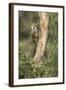 USA, Arizona, Santa Rita Mountains, Arizona, Woodpecker on Tree Trunk-Wendy Kaveney-Framed Photographic Print