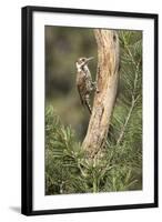 USA, Arizona, Santa Rita Mountains, Arizona, Woodpecker on Tree Trunk-Wendy Kaveney-Framed Photographic Print