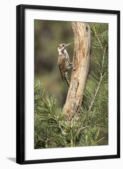 USA, Arizona, Santa Rita Mountains, Arizona, Woodpecker on Tree Trunk-Wendy Kaveney-Framed Photographic Print