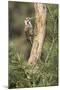 USA, Arizona, Santa Rita Mountains, Arizona, Woodpecker on Tree Trunk-Wendy Kaveney-Mounted Photographic Print