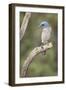 USA, Arizona, Santa Rita Mountains. Mexican Jay Perched on Tree Trunk-Wendy Kaveney-Framed Photographic Print