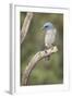 USA, Arizona, Santa Rita Mountains. Mexican Jay Perched on Tree Trunk-Wendy Kaveney-Framed Photographic Print