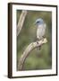 USA, Arizona, Santa Rita Mountains. Mexican Jay Perched on Tree Trunk-Wendy Kaveney-Framed Photographic Print