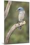 USA, Arizona, Santa Rita Mountains. Mexican Jay Perched on Tree Trunk-Wendy Kaveney-Mounted Photographic Print