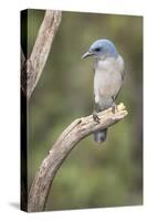 USA, Arizona, Santa Rita Mountains. Mexican Jay Perched on Tree Trunk-Wendy Kaveney-Stretched Canvas