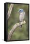 USA, Arizona, Santa Rita Mountains. Mexican Jay Perched on Tree Trunk-Wendy Kaveney-Framed Stretched Canvas