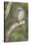 USA, Arizona, Santa Rita Mountains. Mexican Jay Perched on Tree Trunk-Wendy Kaveney-Stretched Canvas