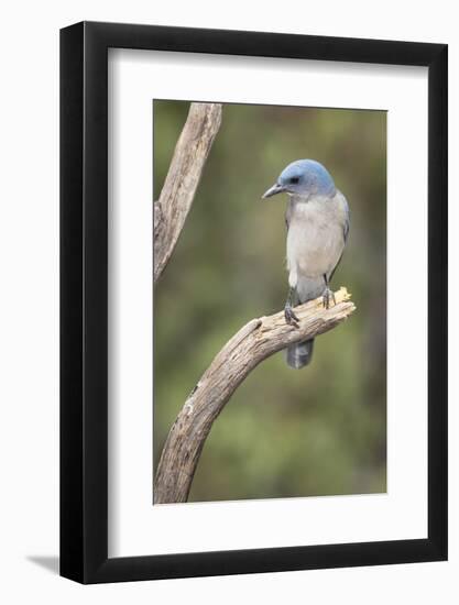 USA, Arizona, Santa Rita Mountains. Mexican Jay Perched on Tree Trunk-Wendy Kaveney-Framed Photographic Print