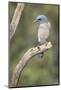 USA, Arizona, Santa Rita Mountains. Mexican Jay Perched on Tree Trunk-Wendy Kaveney-Mounted Photographic Print