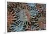 USA, Arizona, Sedona. Metal enamel suns for sale-Kevin Oke-Framed Photographic Print