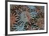USA, Arizona, Sedona. Metal enamel suns for sale-Kevin Oke-Framed Premium Photographic Print