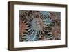 USA, Arizona, Sedona. Metal enamel suns for sale-Kevin Oke-Framed Photographic Print