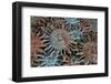 USA, Arizona, Sedona. Metal enamel suns for sale-Kevin Oke-Framed Photographic Print