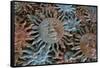 USA, Arizona, Sedona. Metal enamel suns for sale-Kevin Oke-Framed Stretched Canvas