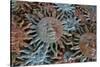USA, Arizona, Sedona. Metal enamel suns for sale-Kevin Oke-Stretched Canvas