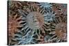 USA, Arizona, Sedona. Metal enamel suns for sale-Kevin Oke-Stretched Canvas