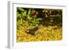 USA, Arizona, Sonoran Desert. Clark's Spiny Lizard Close-up-Cathy & Gordon Illg-Framed Photographic Print