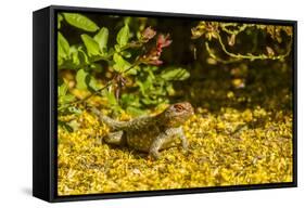 USA, Arizona, Sonoran Desert. Clark's Spiny Lizard Close-up-Cathy & Gordon Illg-Framed Stretched Canvas