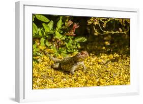 USA, Arizona, Sonoran Desert. Clark's Spiny Lizard Close-up-Cathy & Gordon Illg-Framed Photographic Print