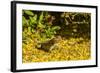 USA, Arizona, Sonoran Desert. Clark's Spiny Lizard Close-up-Cathy & Gordon Illg-Framed Photographic Print