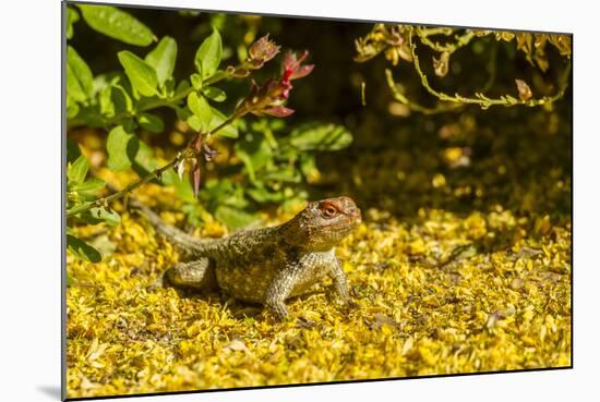 USA, Arizona, Sonoran Desert. Clark's Spiny Lizard Close-up-Cathy & Gordon Illg-Mounted Photographic Print