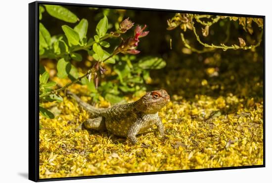 USA, Arizona, Sonoran Desert. Clark's Spiny Lizard Close-up-Cathy & Gordon Illg-Framed Stretched Canvas