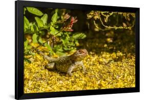 USA, Arizona, Sonoran Desert. Clark's Spiny Lizard Close-up-Cathy & Gordon Illg-Framed Photographic Print