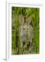 USA, Arizona, Sonoran Desert. Desert Cottontail Rabbit in Grass-Cathy & Gordon Illg-Framed Photographic Print