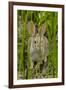 USA, Arizona, Sonoran Desert. Desert Cottontail Rabbit in Grass-Cathy & Gordon Illg-Framed Photographic Print