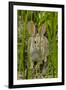 USA, Arizona, Sonoran Desert. Desert Cottontail Rabbit in Grass-Cathy & Gordon Illg-Framed Photographic Print