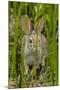 USA, Arizona, Sonoran Desert. Desert Cottontail Rabbit in Grass-Cathy & Gordon Illg-Mounted Photographic Print