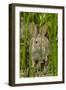 USA, Arizona, Sonoran Desert. Desert Cottontail Rabbit in Grass-Cathy & Gordon Illg-Framed Photographic Print