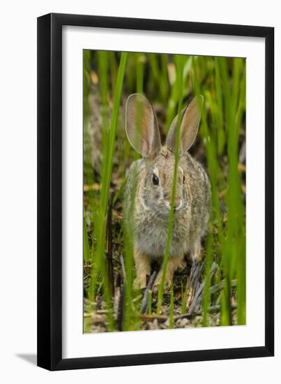 USA, Arizona, Sonoran Desert. Desert Cottontail Rabbit in Grass-Cathy & Gordon Illg-Framed Photographic Print