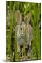 USA, Arizona, Sonoran Desert. Desert Cottontail Rabbit in Grass-Cathy & Gordon Illg-Mounted Photographic Print