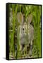 USA, Arizona, Sonoran Desert. Desert Cottontail Rabbit in Grass-Cathy & Gordon Illg-Framed Stretched Canvas
