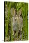 USA, Arizona, Sonoran Desert. Desert Cottontail Rabbit in Grass-Cathy & Gordon Illg-Stretched Canvas