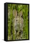 USA, Arizona, Sonoran Desert. Desert Cottontail Rabbit in Grass-Cathy & Gordon Illg-Framed Stretched Canvas