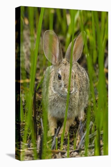 USA, Arizona, Sonoran Desert. Desert Cottontail Rabbit in Grass-Cathy & Gordon Illg-Stretched Canvas