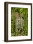 USA, Arizona, Sonoran Desert. Desert Cottontail Rabbit in Grass-Cathy & Gordon Illg-Framed Photographic Print