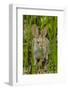 USA, Arizona, Sonoran Desert. Desert Cottontail Rabbit in Grass-Cathy & Gordon Illg-Framed Photographic Print