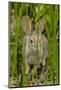 USA, Arizona, Sonoran Desert. Desert Cottontail Rabbit in Grass-Cathy & Gordon Illg-Mounted Photographic Print